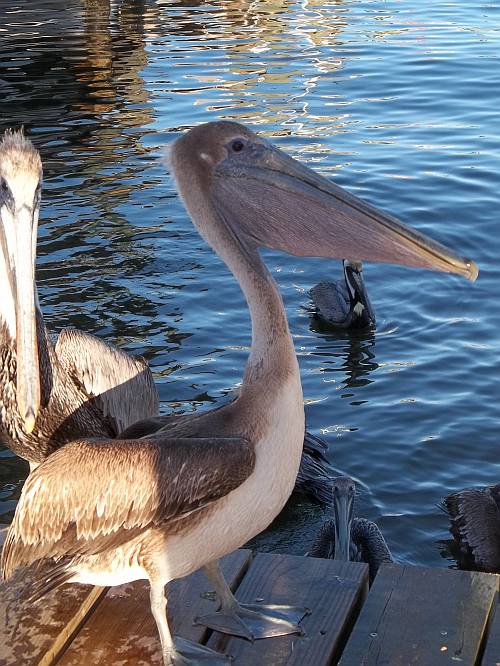 pelican man