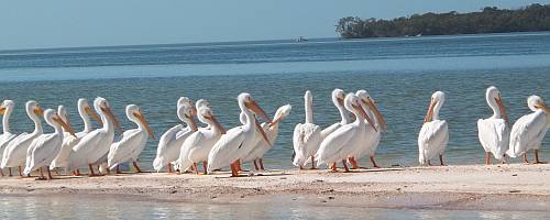 birds